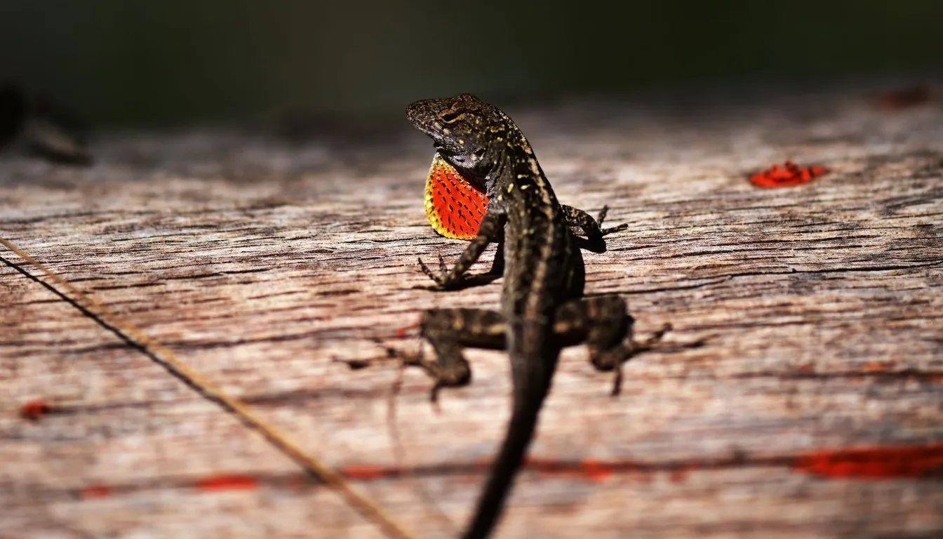 An anole lizard on wood displaying its red dewlap