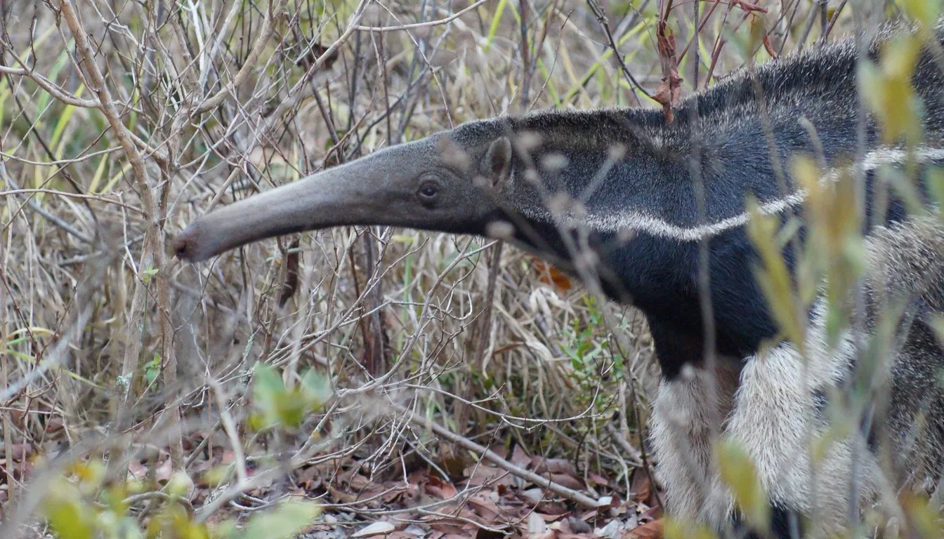 A giant anteater walking through scrubland