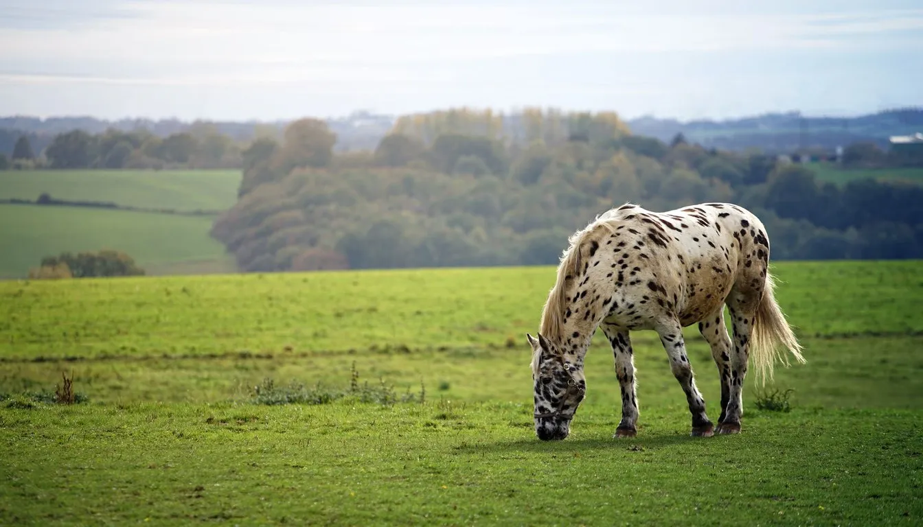 A spotted Appaloosa horse grazing in a field