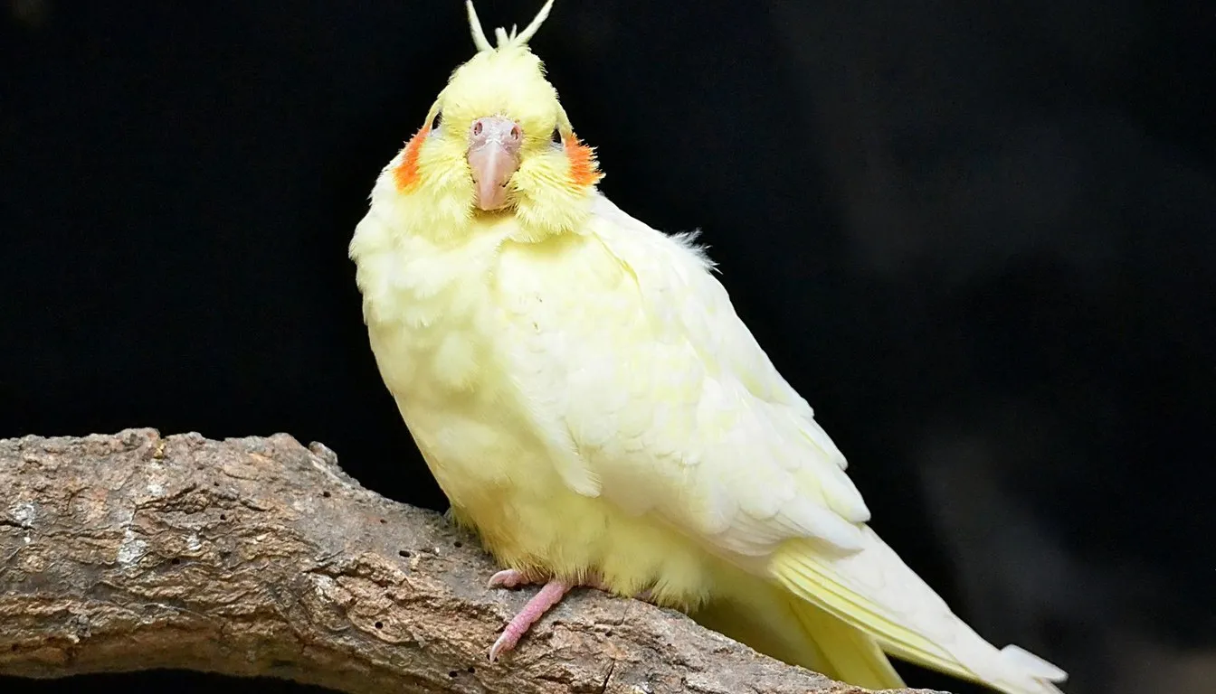 A pale yellow cockatiel perched on a branch