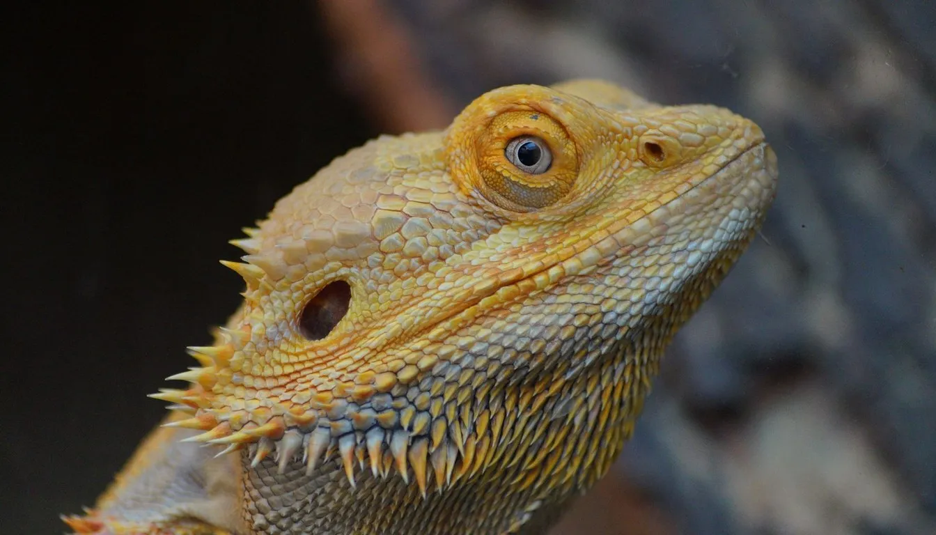 Close-up of a bearded dragon's face
