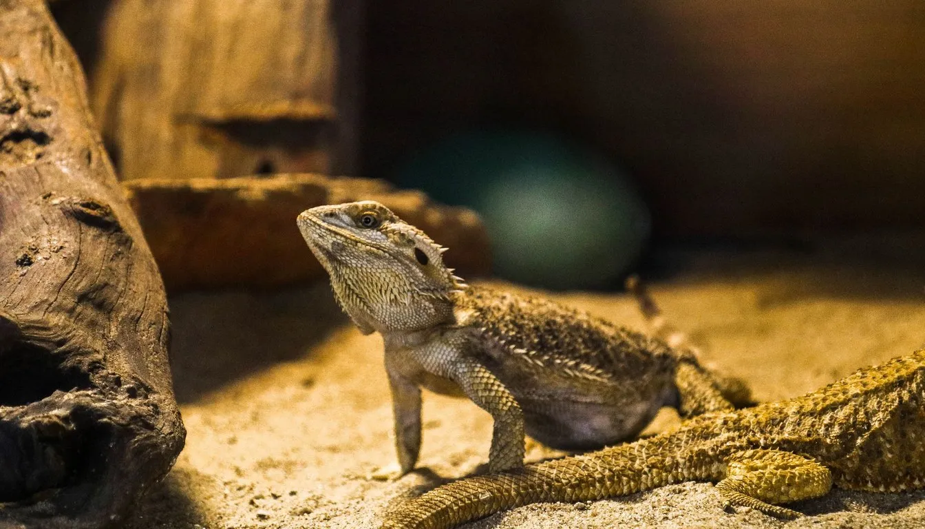 A bearded dragon resting on a rock under warm light