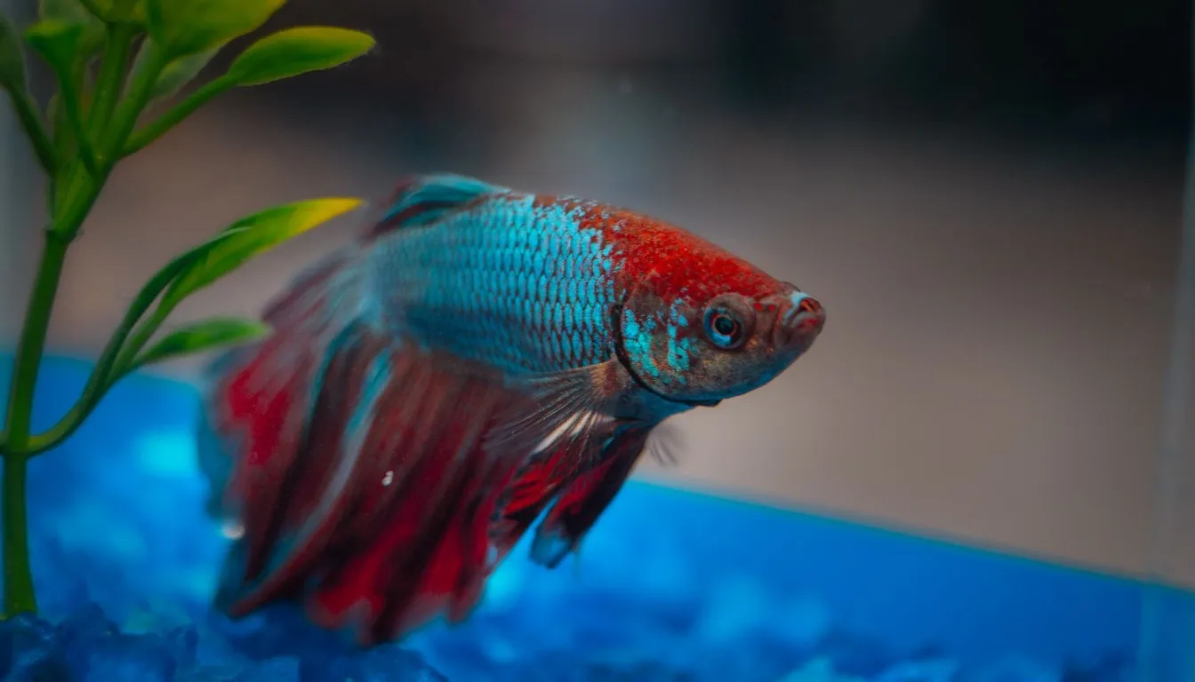 A red and blue betta fish in an aquarium