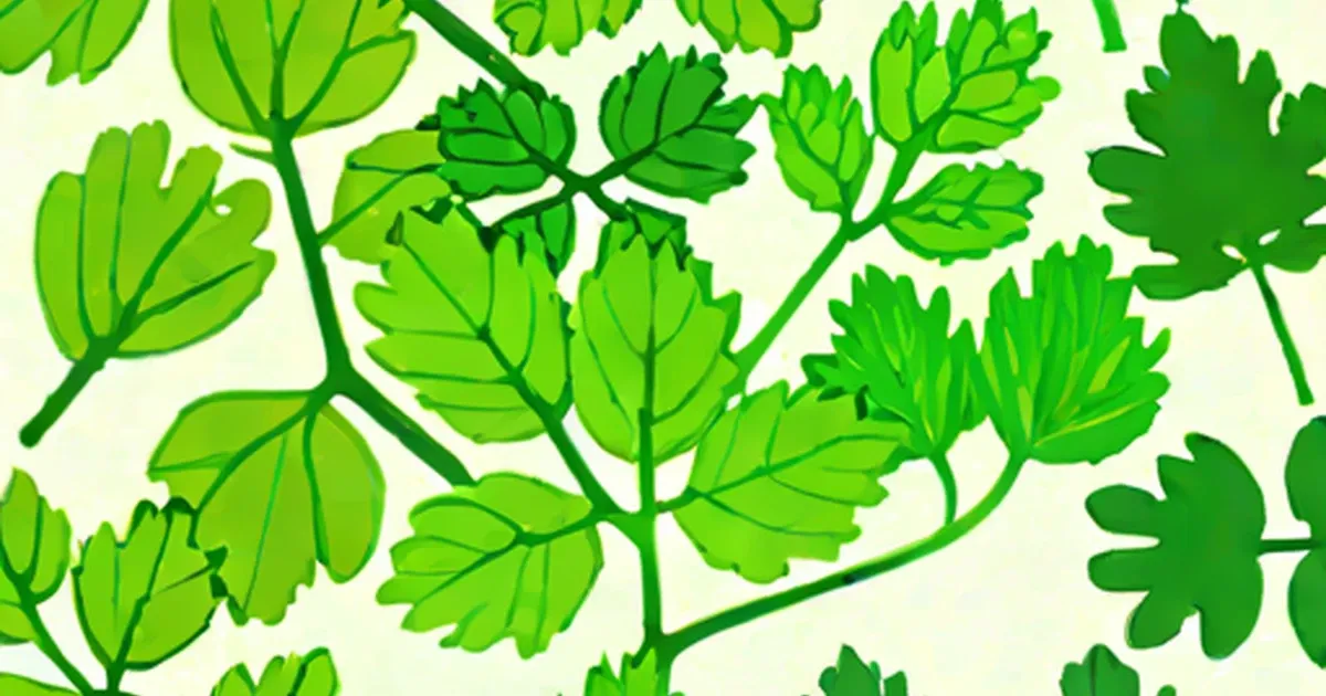 Illustrated cilantro sprigs with lobed leaves in bright green