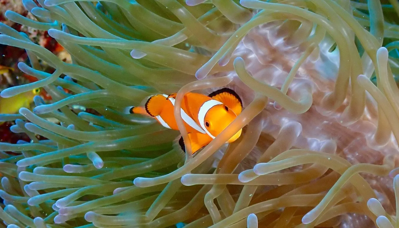 A clownfish sheltering in green anemone tentacles