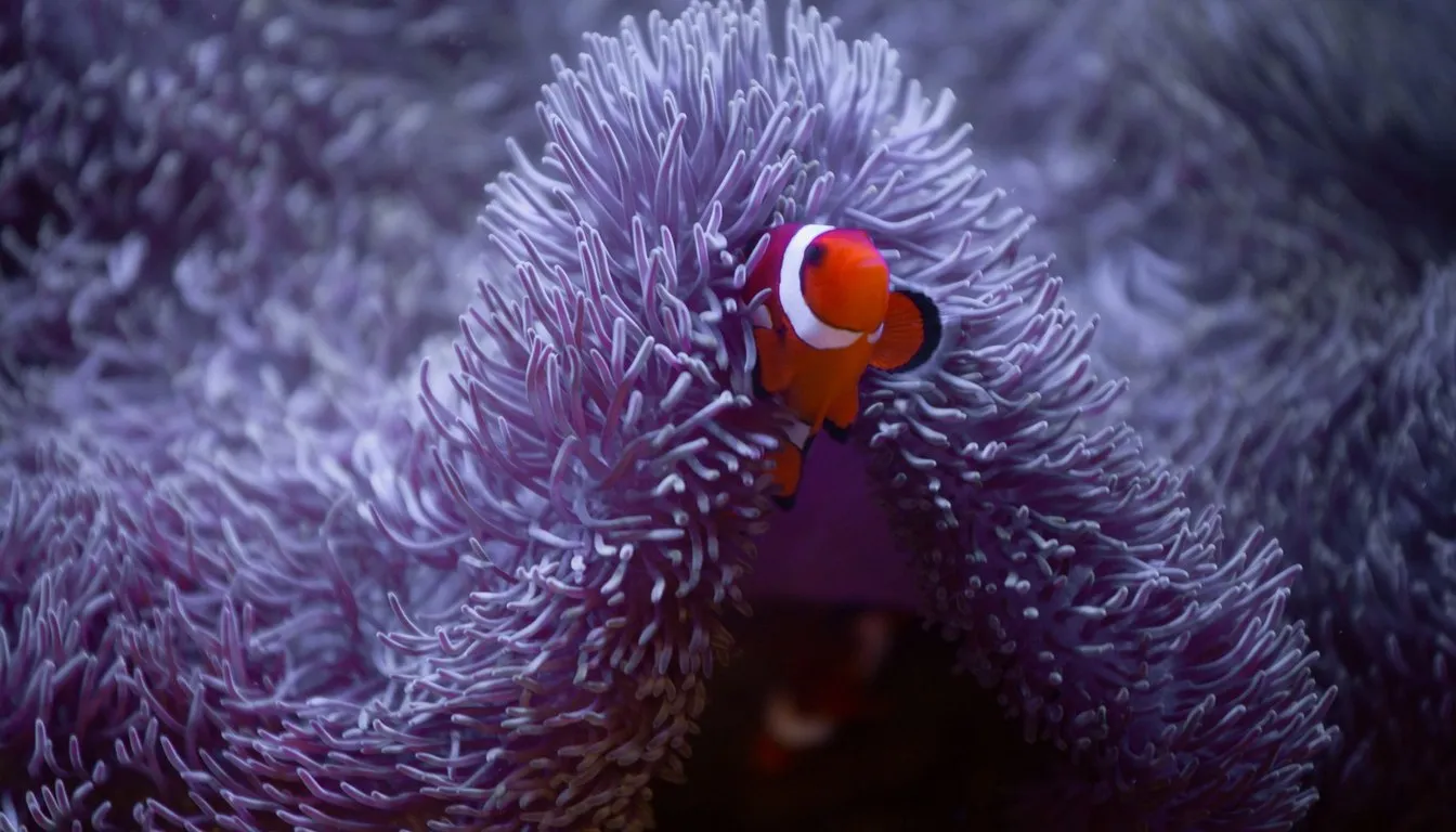 A clownfish peeking from a purple anemone