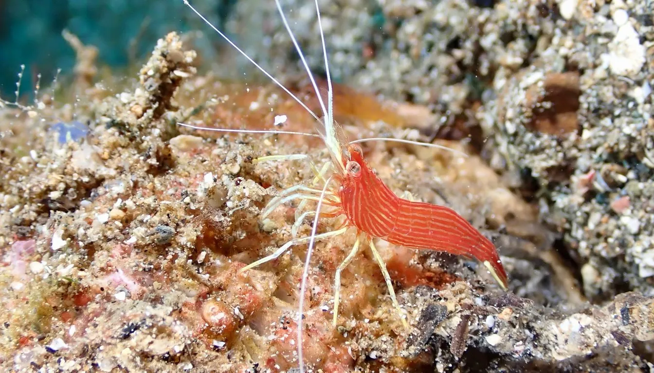 A banded shrimp with long white antennae on a coral reef