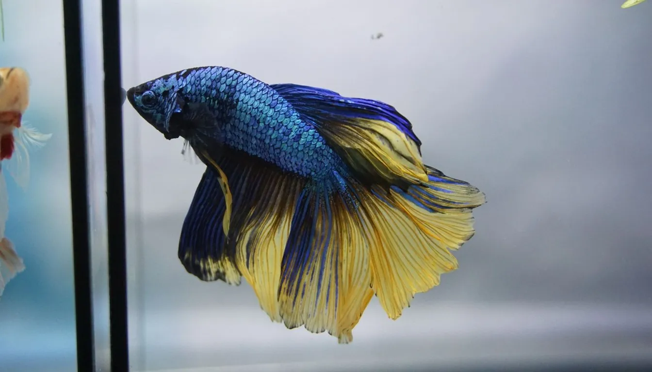 A blue and yellow betta fish with flowing fins