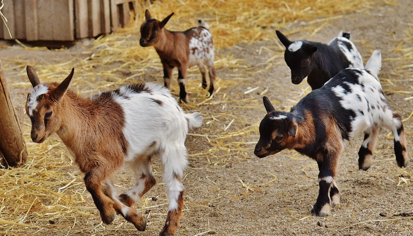Young goats frolicking on straw in a farmyard