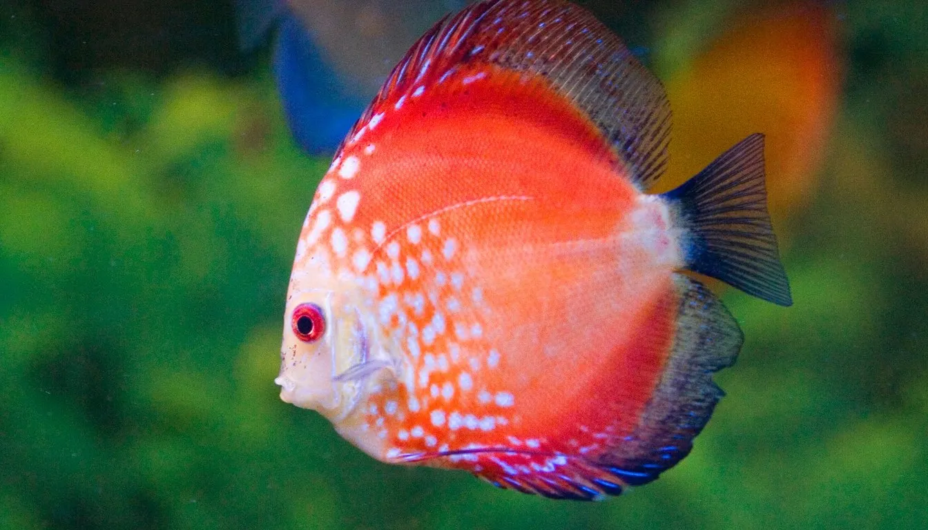 A red and white discus fish in a planted aquarium