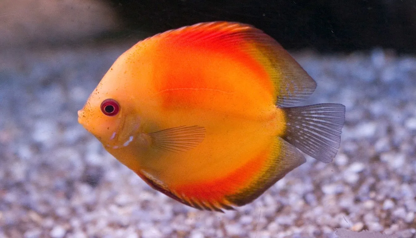 An orange discus fish swimming near gravel