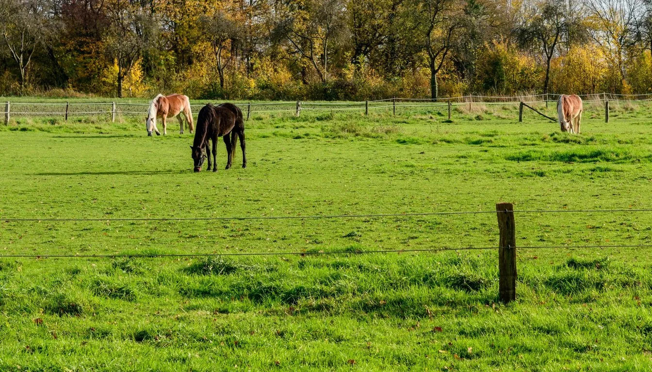 Horses grazing in a fenced green pasture