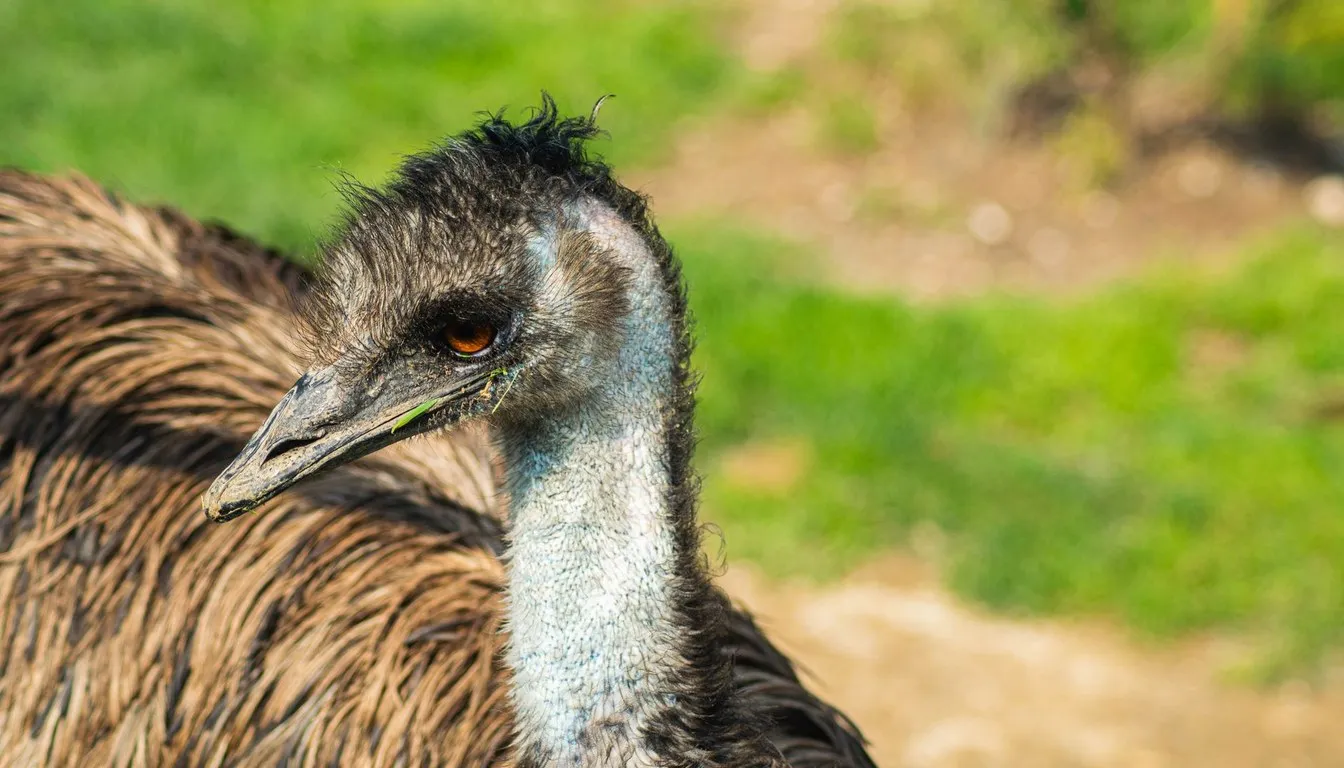 Close-up of an emu's head and neck in profile