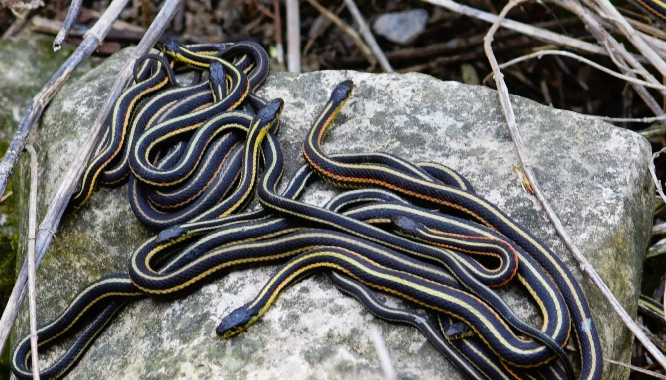 A tangle of striped garter-type snakes basking on a rock