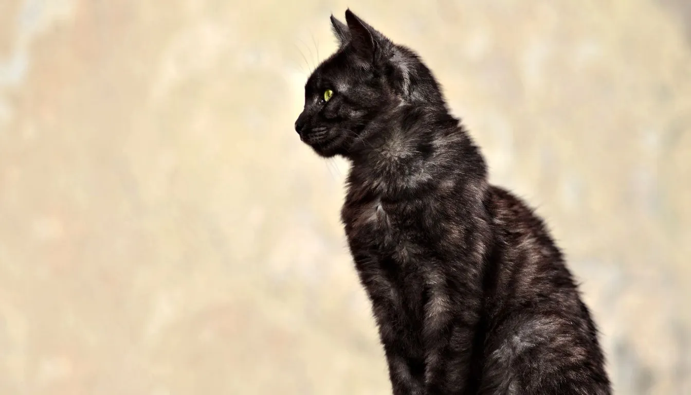 A black cat in profile against a pale wall