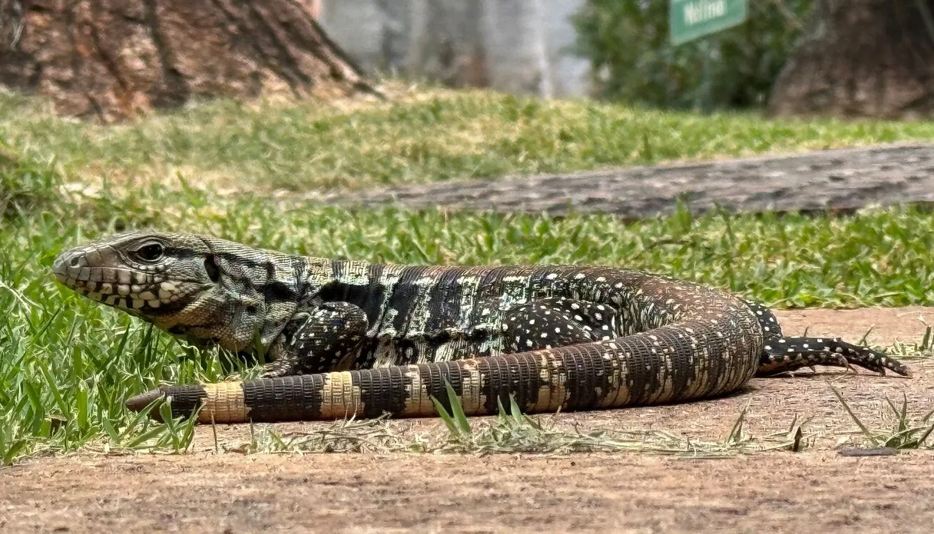 A black and white tegu lizard walking across grass