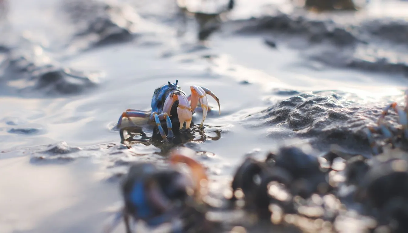 Small crabs moving across wet tidal mud