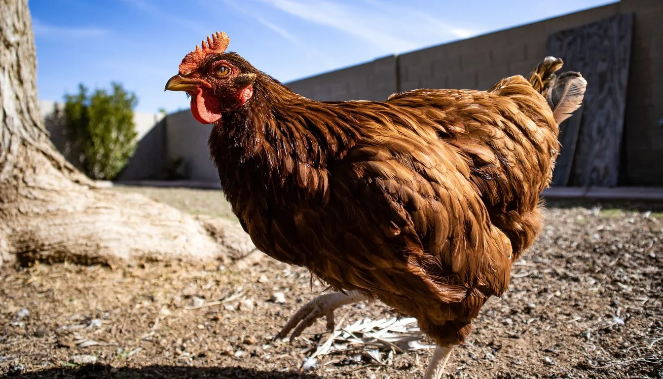 A brown hen striding across a dirt yard