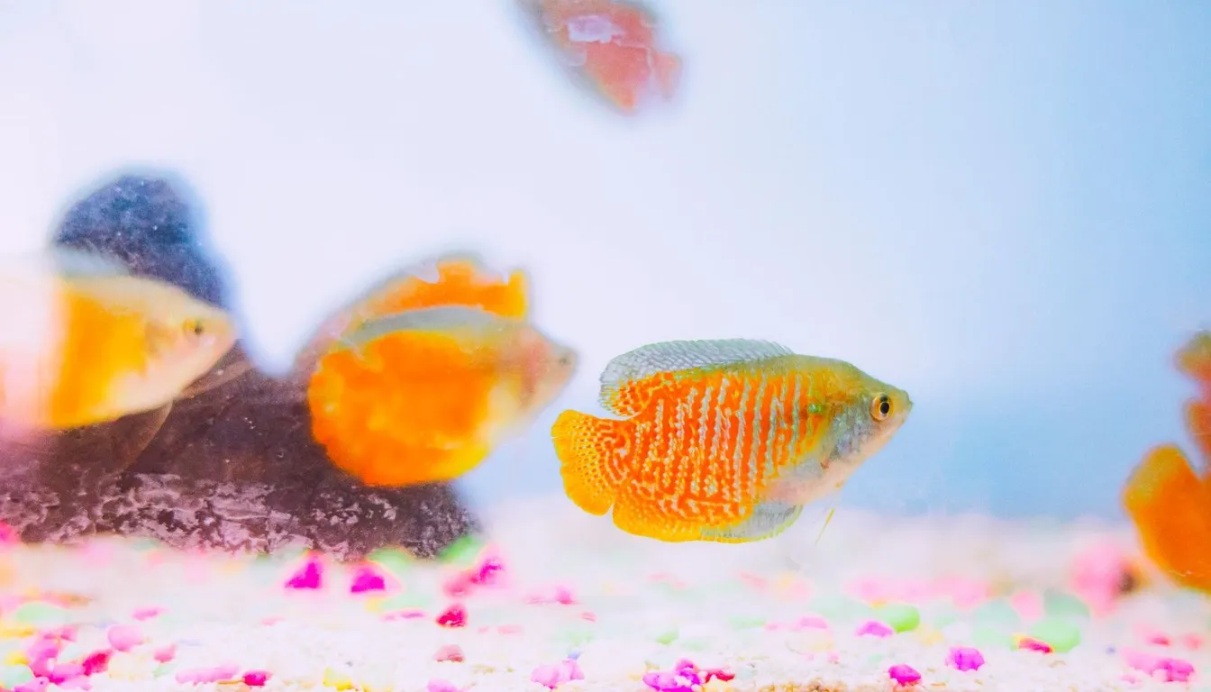 Dwarf gouramis swimming in a brightly lit aquarium