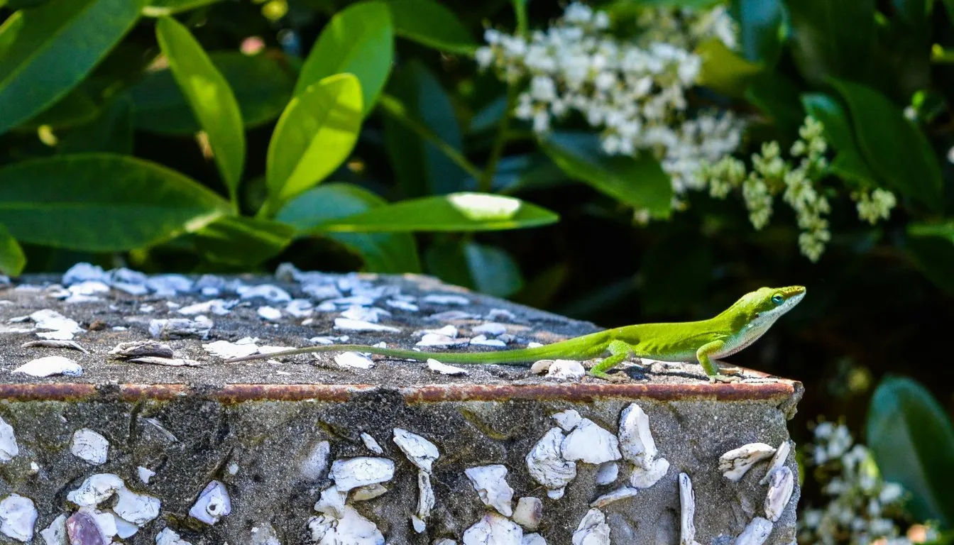 A green anole resting on a stone wall by white flowers