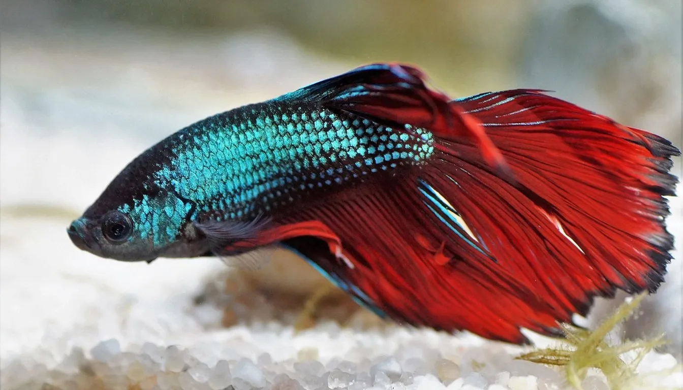 Two betta fish flaring side by side over sand