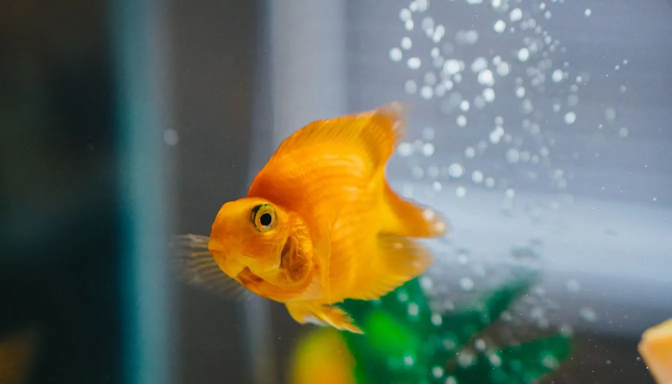 An orange fancy goldfish swimming near the glass of an aquarium