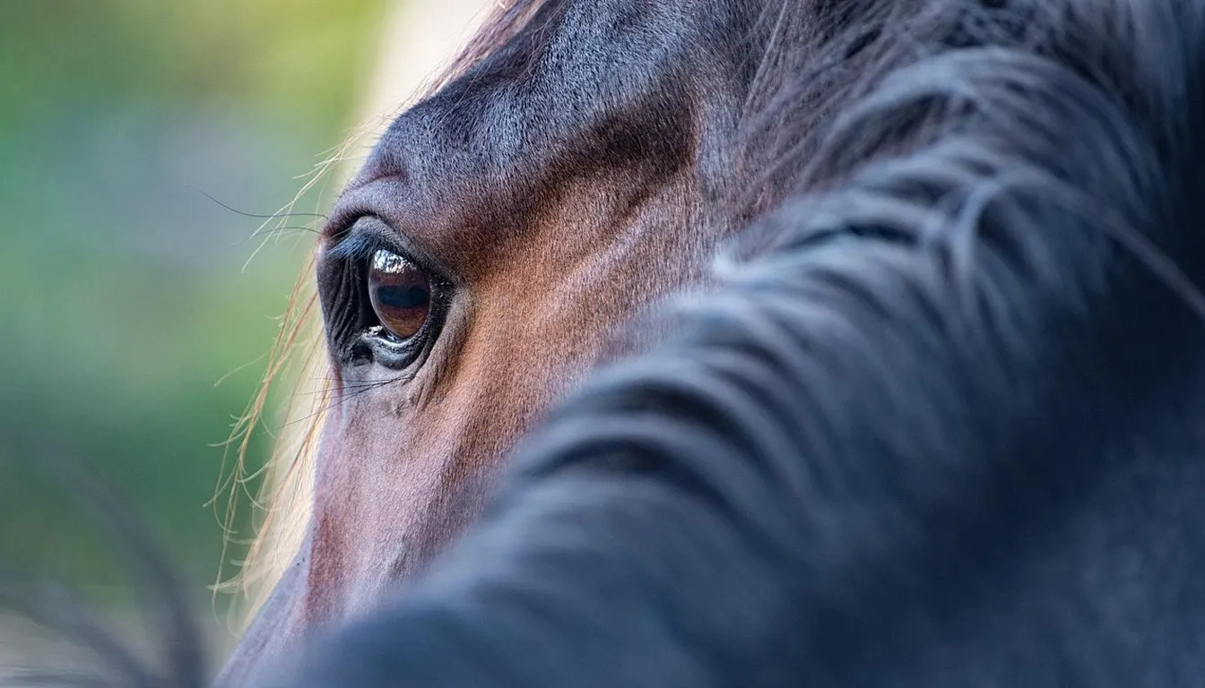 Close-up of a horse's eye and forelock