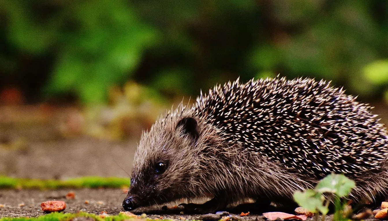 A hedgehog walking through a garden