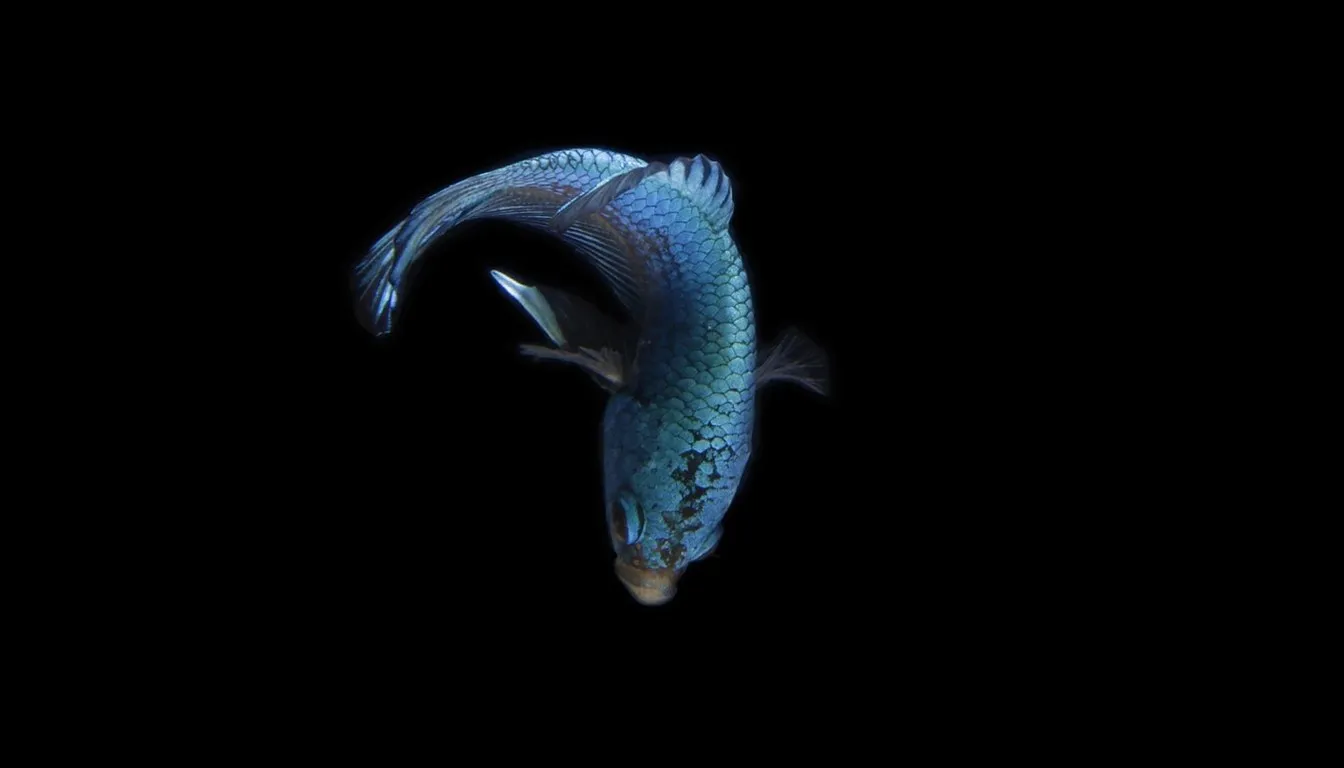 A blue betta fish turning against a black background