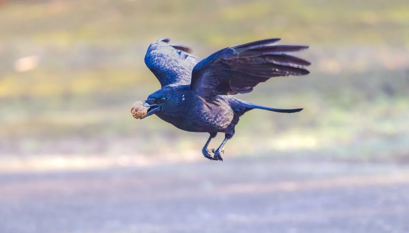 A crow in flight low over open ground, carrying food in its beak