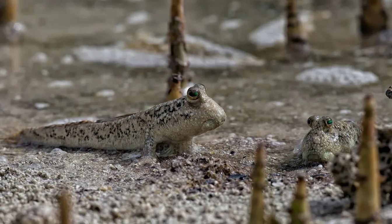 Mudskippers resting on brackish mudflats