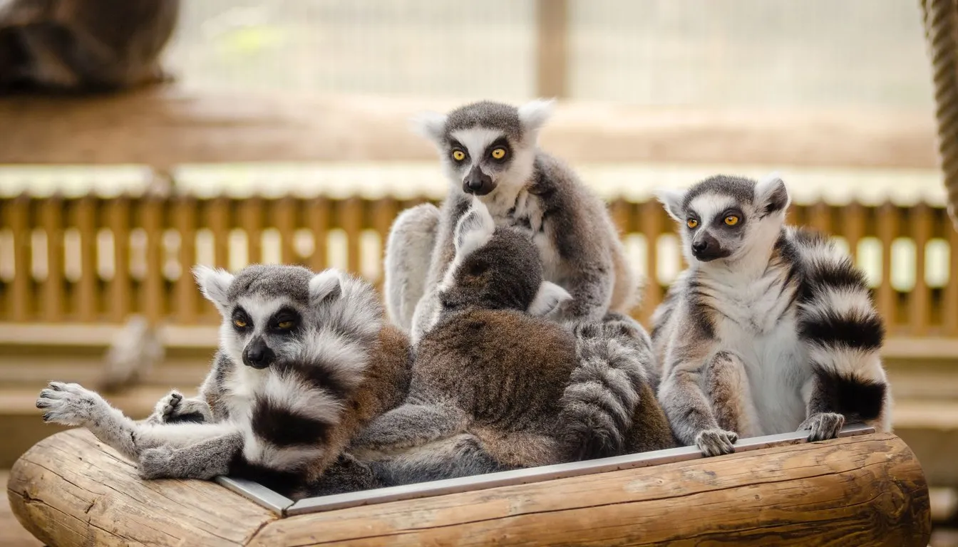 A group of ring-tailed lemurs huddled together on a perch