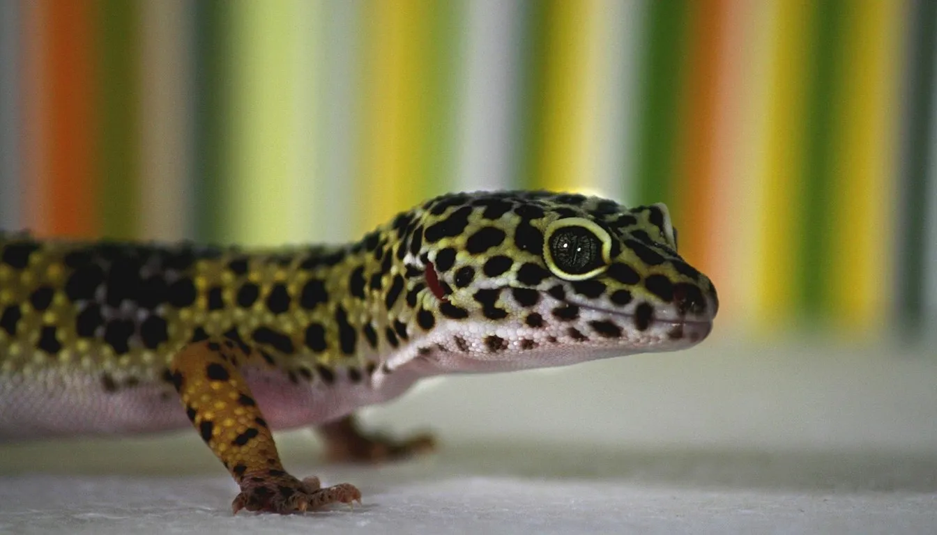 A leopard gecko close up, standing on a pale surface