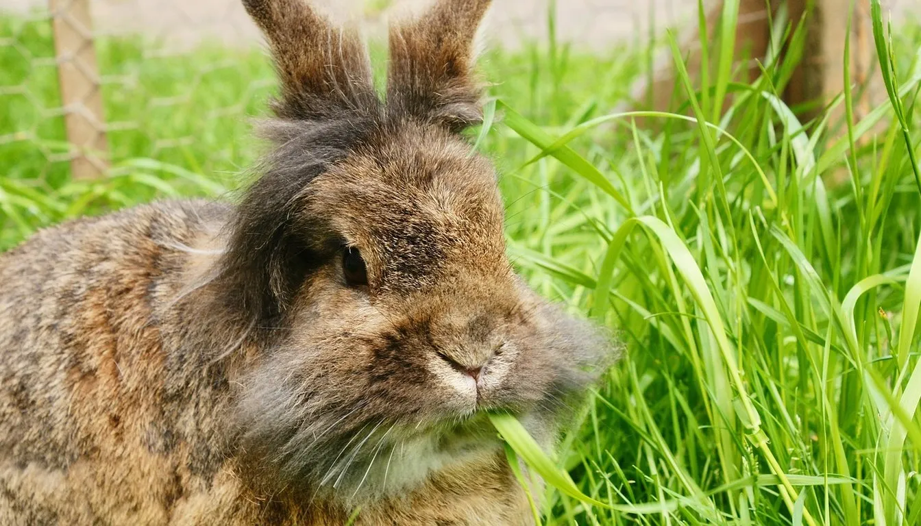 A lionhead rabbit with a full mane sitting in grass