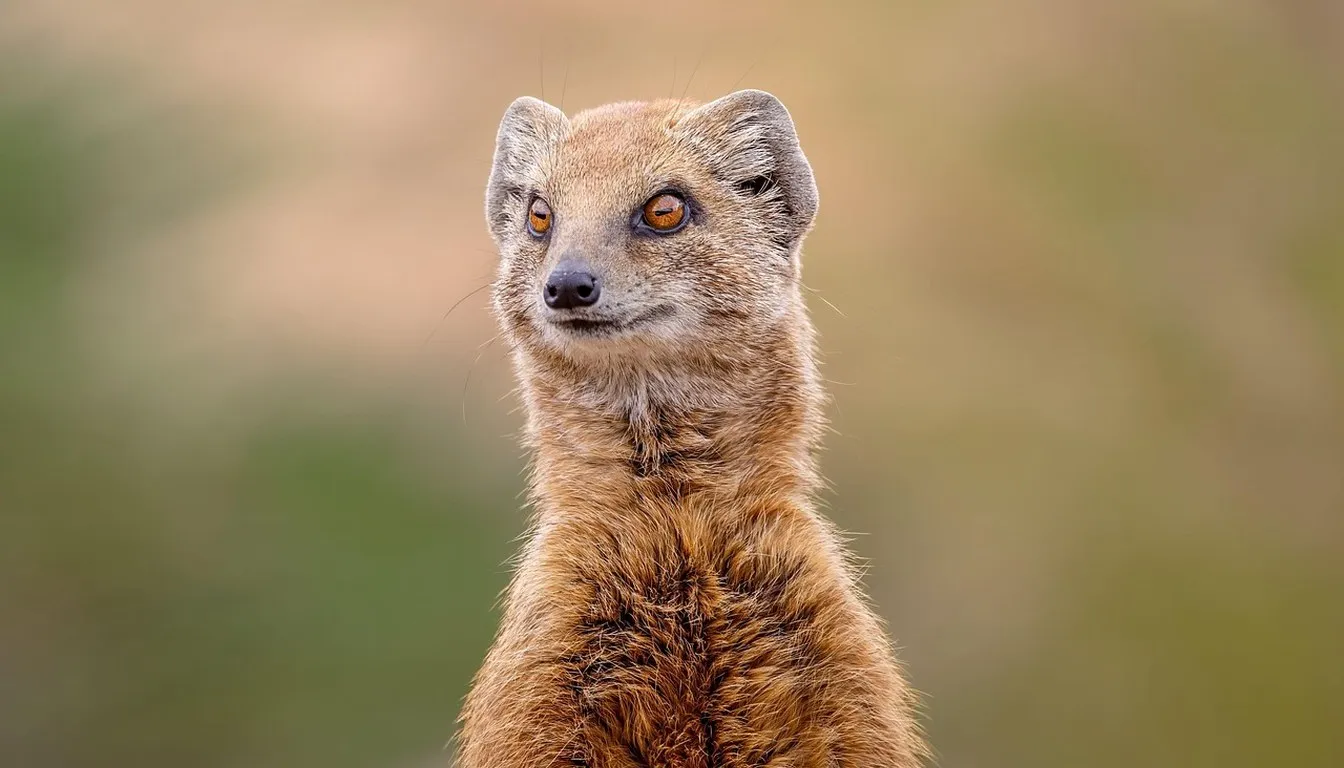 A yellow mongoose standing alert, facing the camera