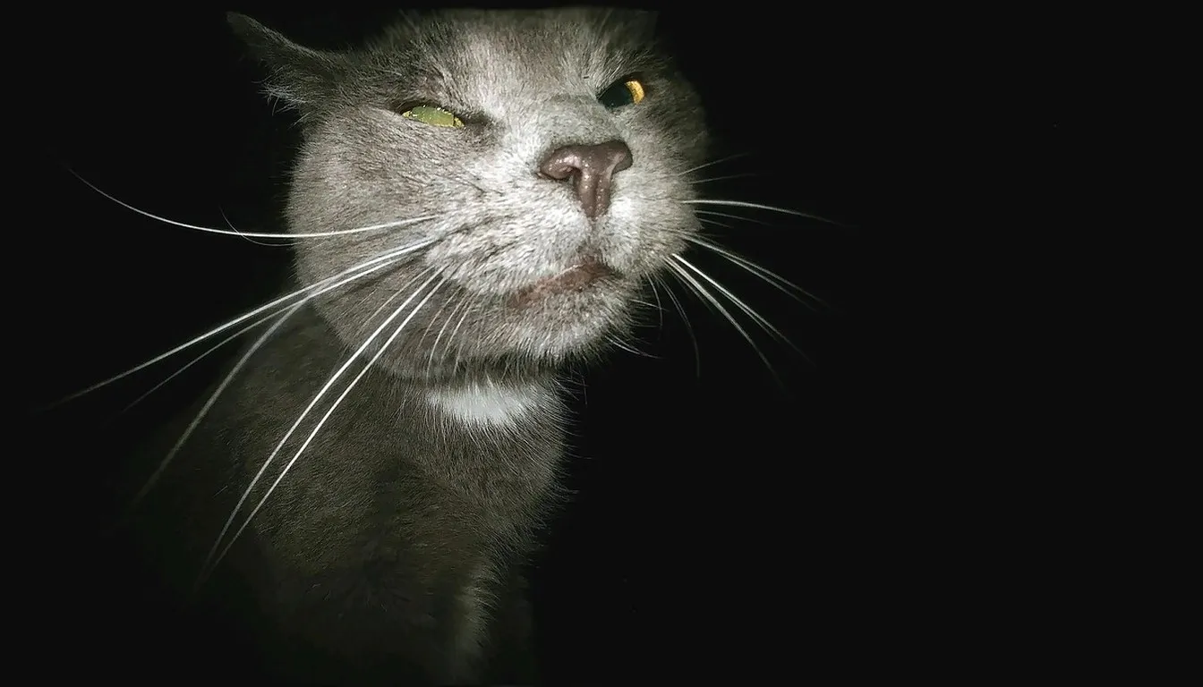 Close-up portrait of a grey cat