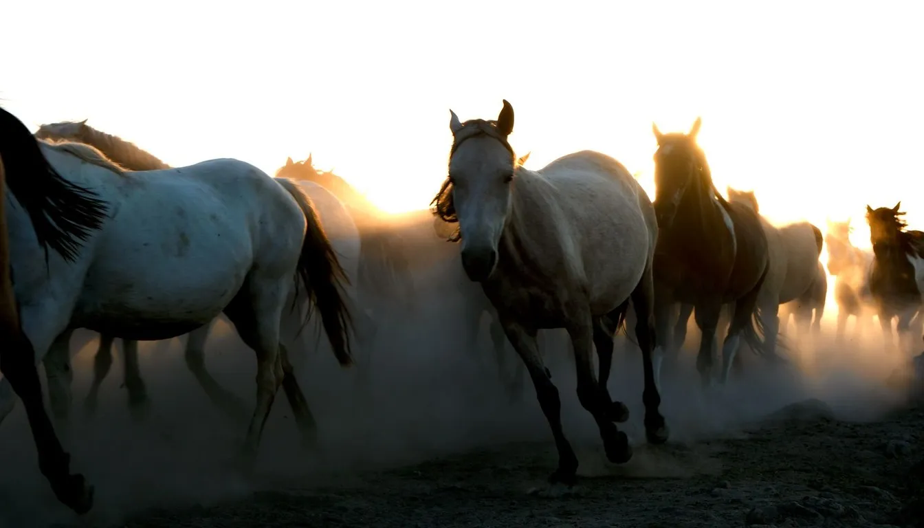 A herd of horses running at sunset
