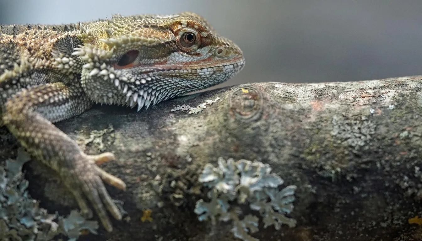 A bearded dragon resting on a lichen-covered branch