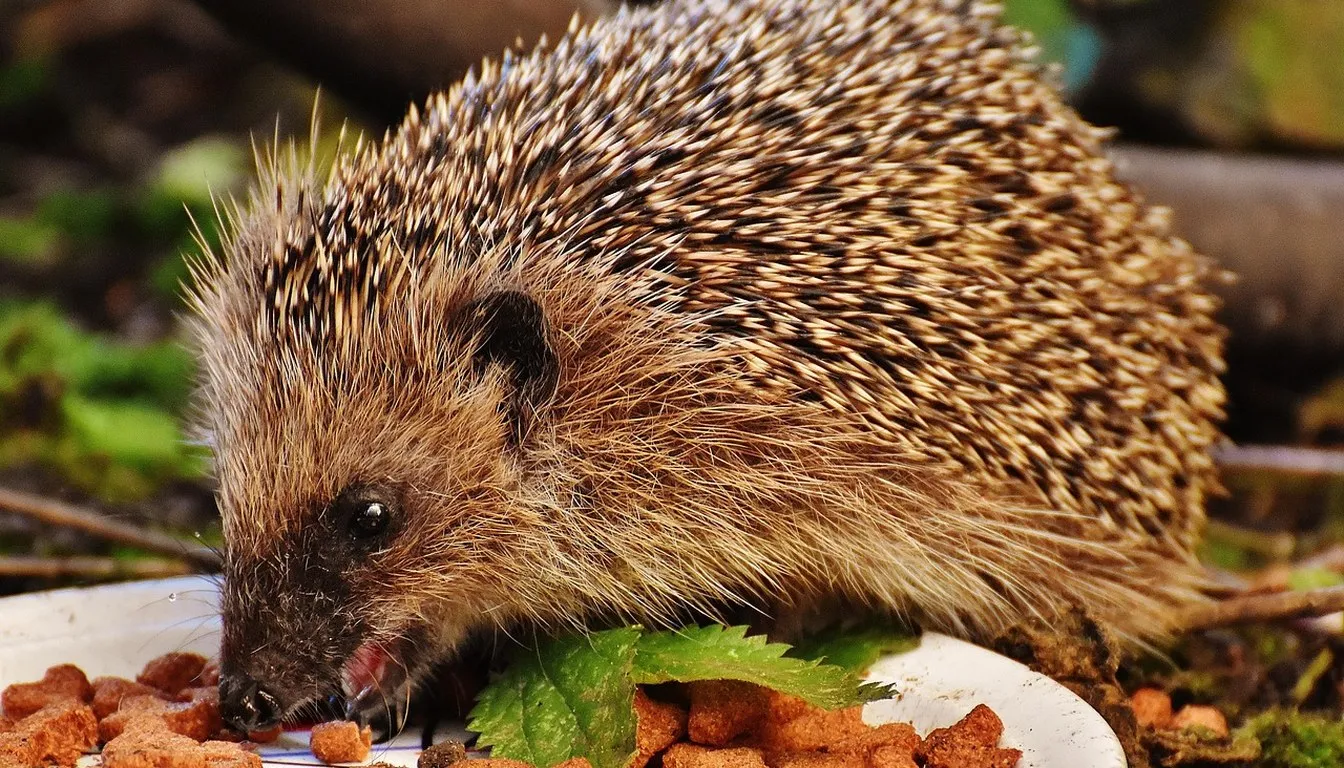 A hedgehog eating from a dish of food