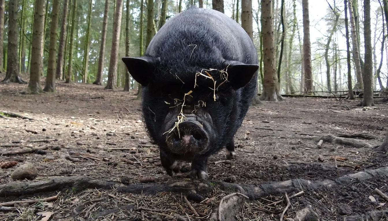 A black pot-bellied pig foraging on a forest floor