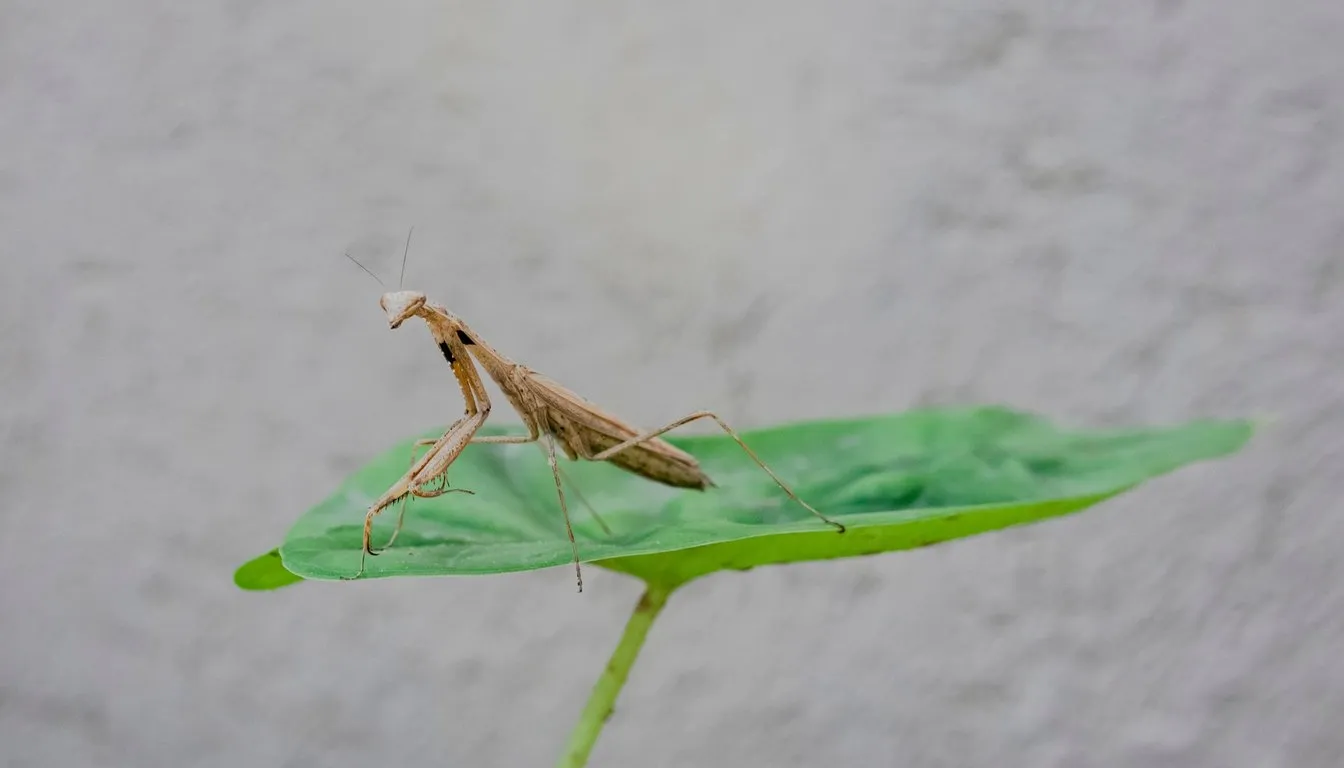 A praying mantis standing on a green leaf