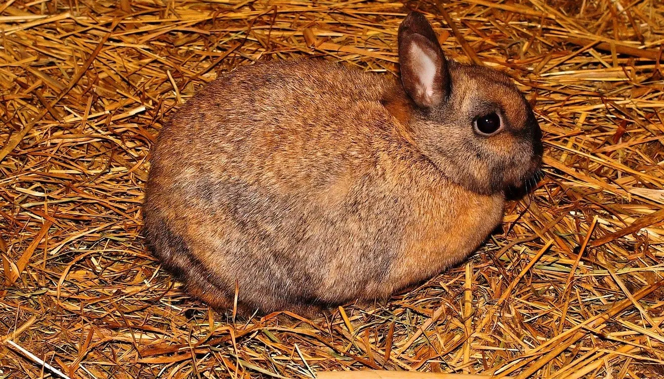 A rabbit resting on a straw bed