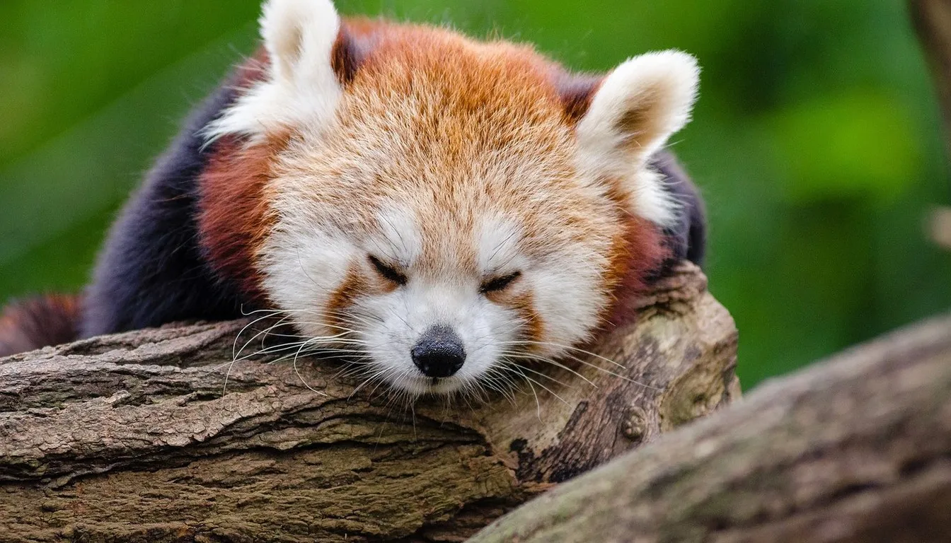 A red panda sleeping on a log