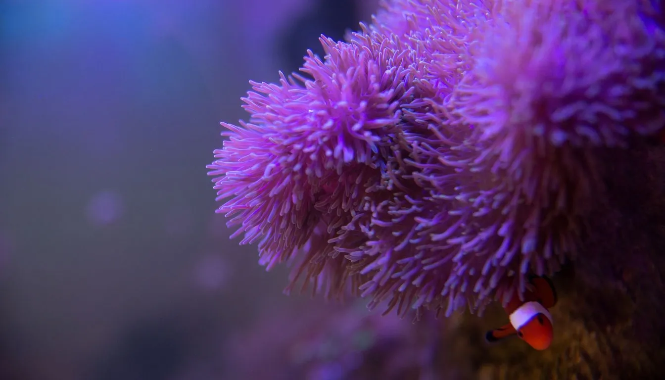 A purple sea anemone with a small clownfish sheltering in its tentacles
