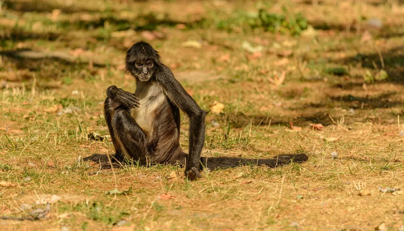 A spider monkey sitting on dry ground