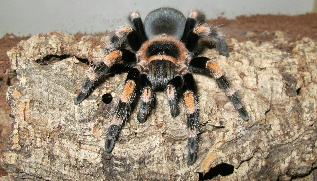 A red-kneed tarantula climbing over bark