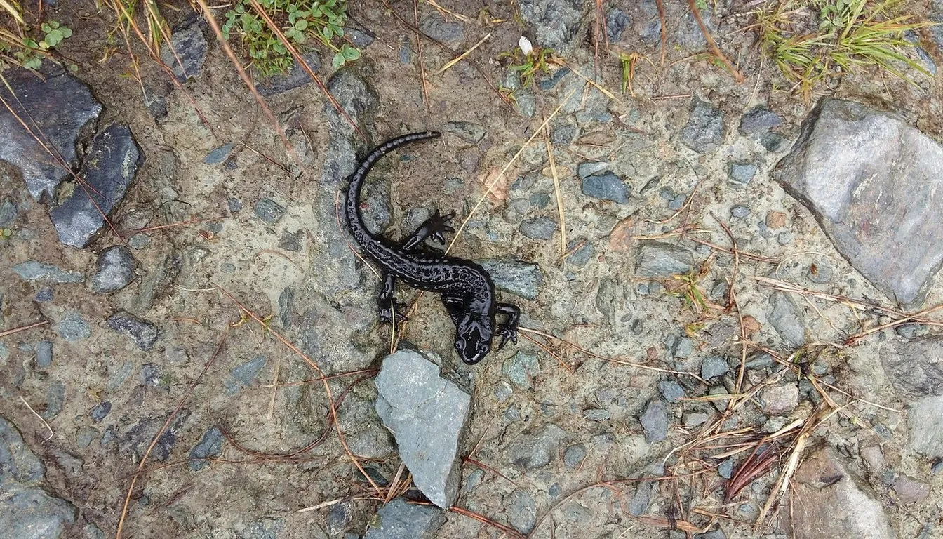 A dark newt crossing damp gravel
