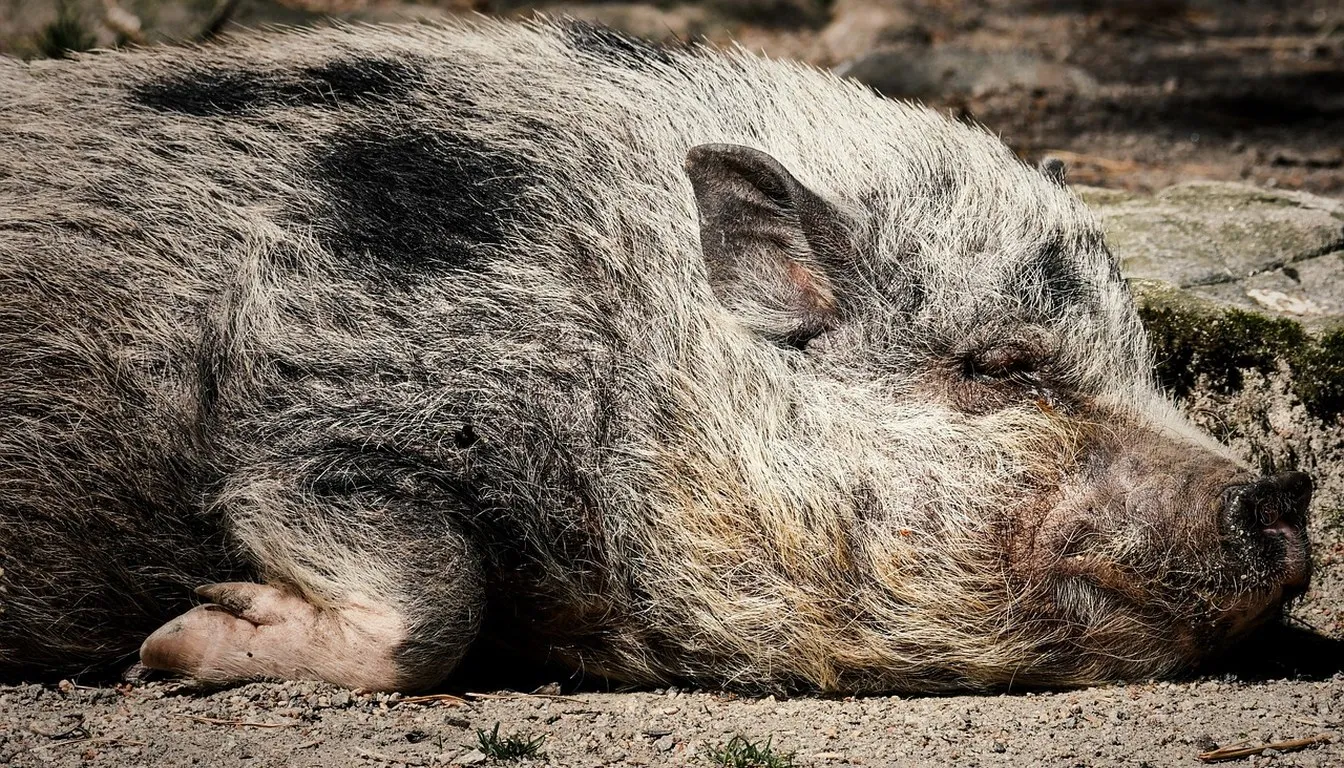 A spotted pig sleeping on the ground
