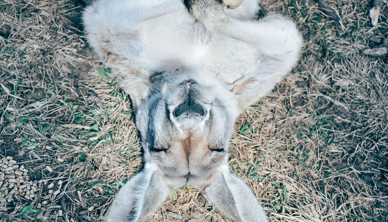 A kangaroo lying on its back on the ground, seen from above