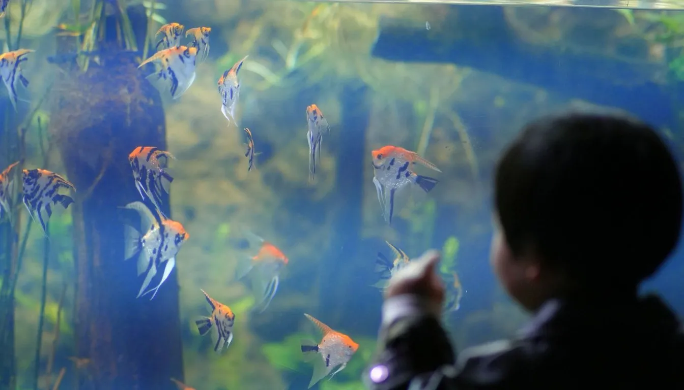 A child watching angelfish in a large aquarium